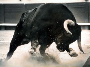 dangerous-black-bull-300x225.jpg